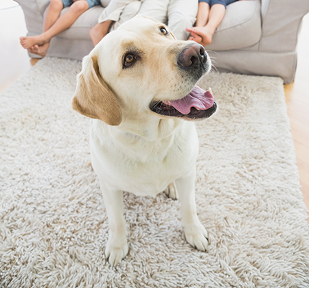 Best Lounge for Pets and Kids: Durability Meets Comfort